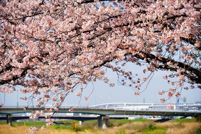 1096_新横浜公園_神奈川