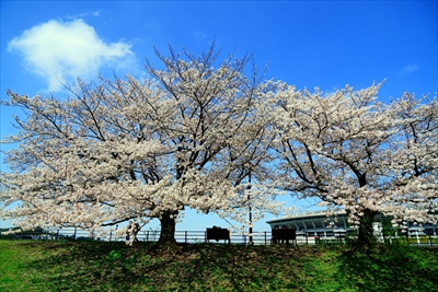 1098_新横浜公園_神奈川
