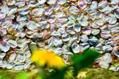 1155_弘前公園_青森