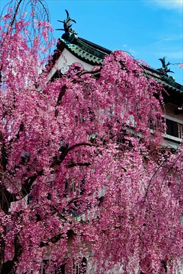 1158_弘前公園_青森