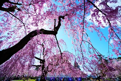 1162_弘前公園_青森