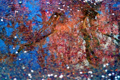 1164_弘前公園_青森