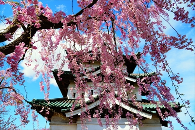 1165_弘前公園_青森