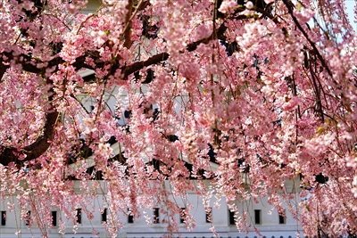 1166_弘前公園_青森