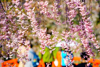 1168_弘前公園_青森