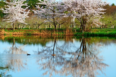 1072_浪岡湿生花園_青森