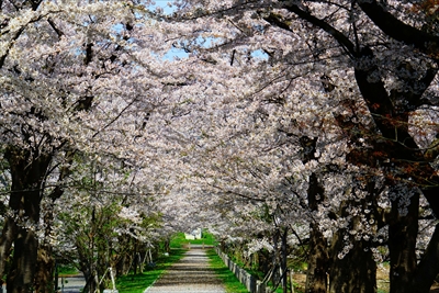 1077_浪岡湿生花園_青森