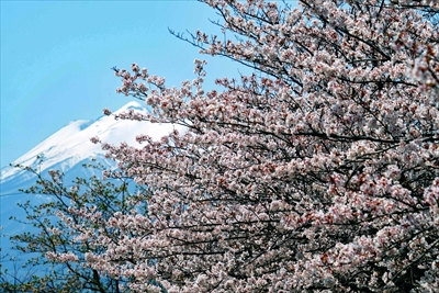 1079_浪岡湿生花園_青森