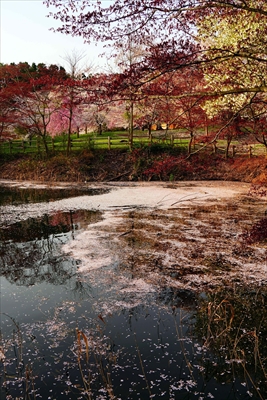 1328_芦野公園_青森