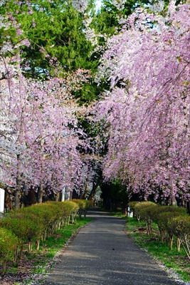 1333_芦野公園_青森