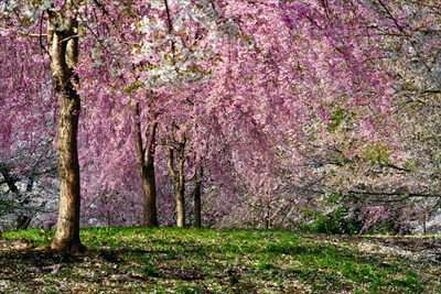 1337_芦野公園_青森