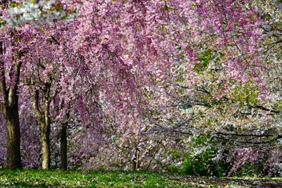 1338_芦野公園_青森