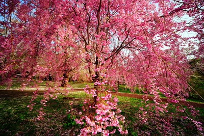 1340_芦野公園_青森