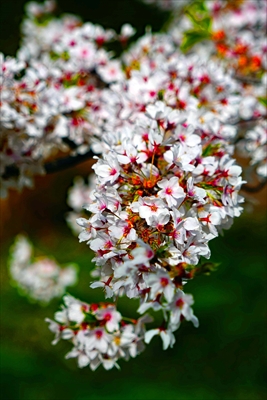 1344_芦野公園_青森