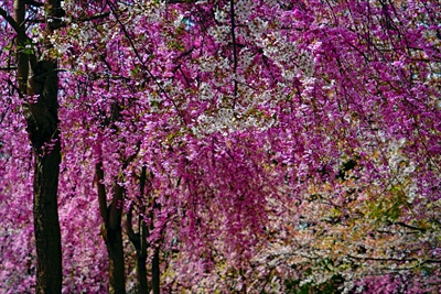 1347_芦野公園_青森