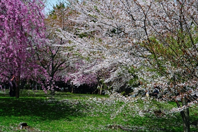 1348_芦野公園_青森