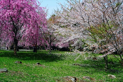 1349_芦野公園_青森