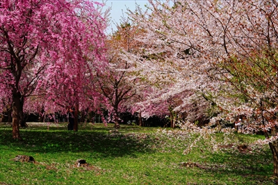 1350_芦野公園_青森