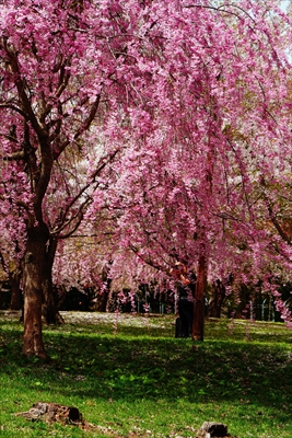 1352_芦野公園_青森