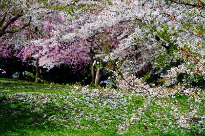 1353_芦野公園_青森