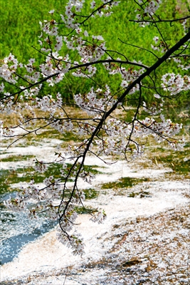 1354_芦野公園_青森