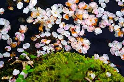 1356_芦野公園_青森