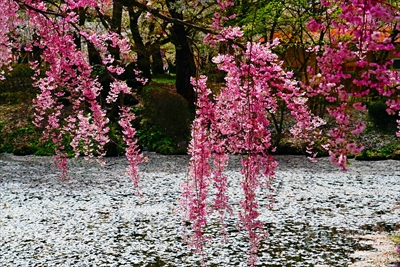 1357_芦野公園_青森