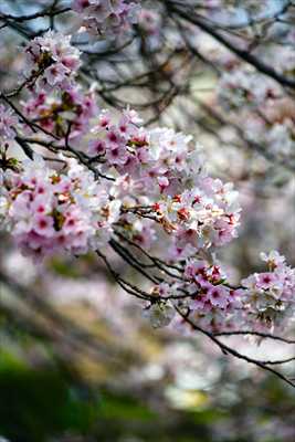 1074_日本のさくら（素材）_日本