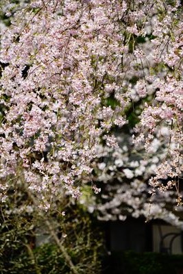 1112_8_成田山公園_千葉