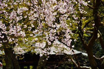 1002_成田山公園_千葉