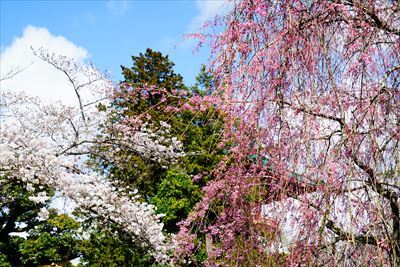 1003_成田山公園_千葉