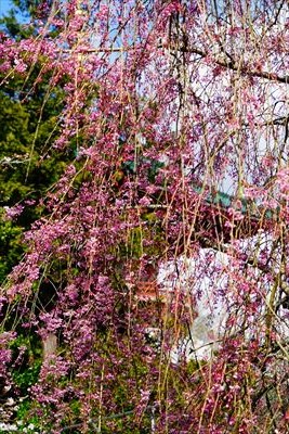 1004_成田山公園_千葉