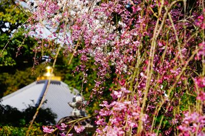 1118_8_成田山公園_千葉