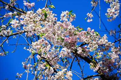 1075_日本のさくら（素材）_日本