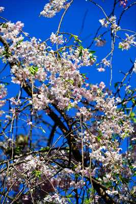 1076_日本のさくら（素材）_日本