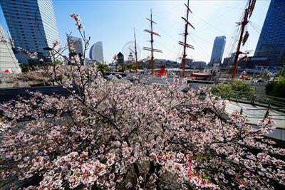 1143_なとみらい_神奈川