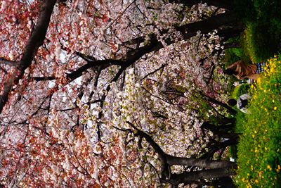 1083_緑道公園_神奈川