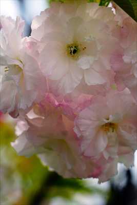 1077_日本のさくら（素材）_日本