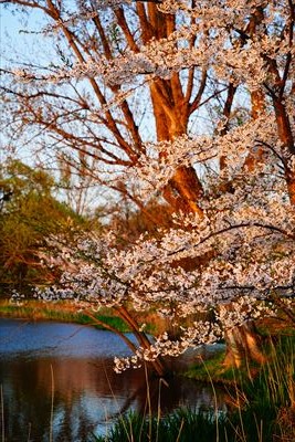 1171_浪岡湿生花園_青森