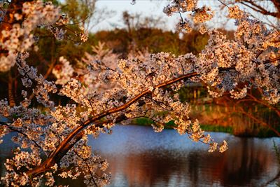 1172_浪岡湿生花園_青森