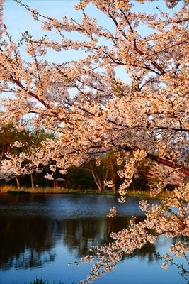 1174_浪岡湿生花園_青森