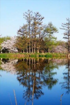 1178_浪岡湿生花園_青森