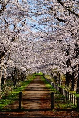 1180_浪岡湿生花園_青森