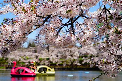 1045_猿賀公園_青森