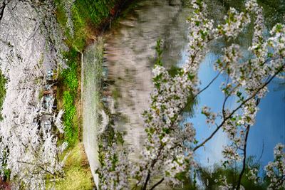 1158_9_弘前公園_青森