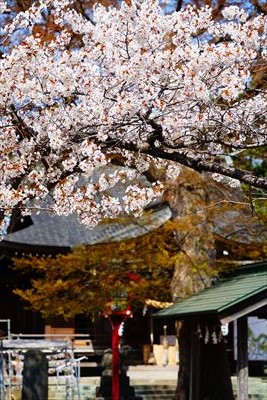 1033_鶴田八幡宮_青森