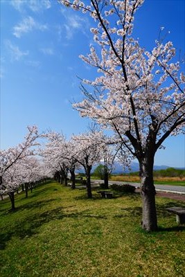 1031_岩木川桜づつみ公園_青森