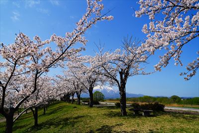 1032_岩木川桜づつみ公園_青森