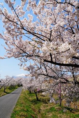 1035_鶴田町間山桜並木_青森