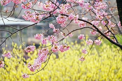 1047_馬場花木園_神奈川